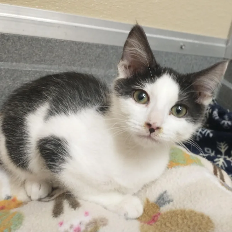 A baby medium-sized male Black & White / Tuxedo Domestic Short Hair cat named Wayne for adoption in Tomah, WI