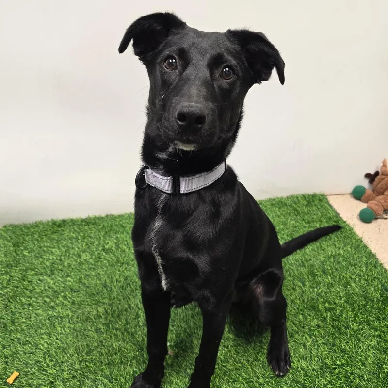 A young medium-sized female Black Mixed Breed dog named Twilight for adoption in Columbia, MO