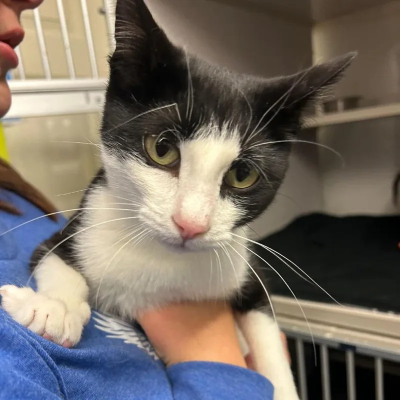 A young large-sized female Black Domestic Short Hair cat named Lyon Tea Meet Me for adoption in Buffalo, MN