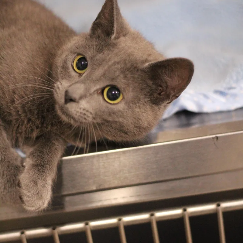 A young medium-sized male Gray / Blue / Silver Domestic Short Hair cat named Alvin for adoption in Ottumwa, IA