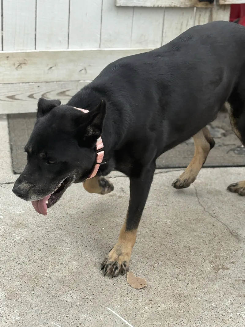 A young large-sized male Black German Shepherd Dog dog named Baby Boy Arpi for adoption in Houston, TX