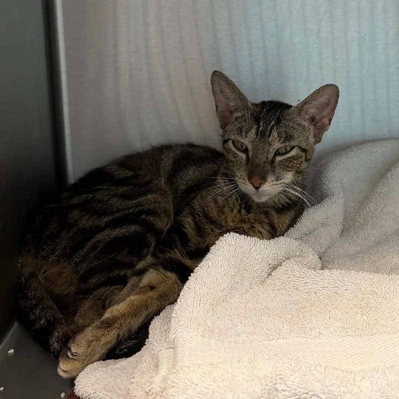 A young medium-sized female Brown / Chocolate Domestic Short Hair cat named Shelly for adoption in Englewood, FL