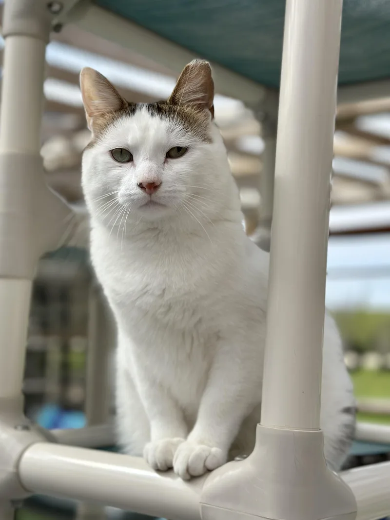 An adult medium-sized male White Domestic Short Hair cat named Chuck for adoption in Faribault, MN