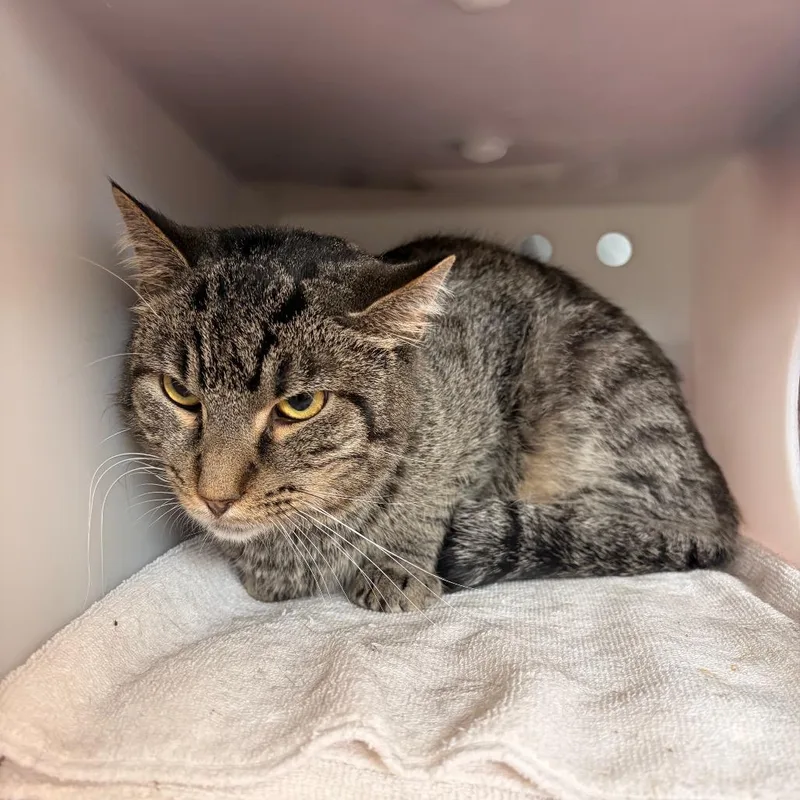 An adult medium-sized male Brown / Chocolate Domestic Short Hair cat named Alexander for adoption in Bristol, IN