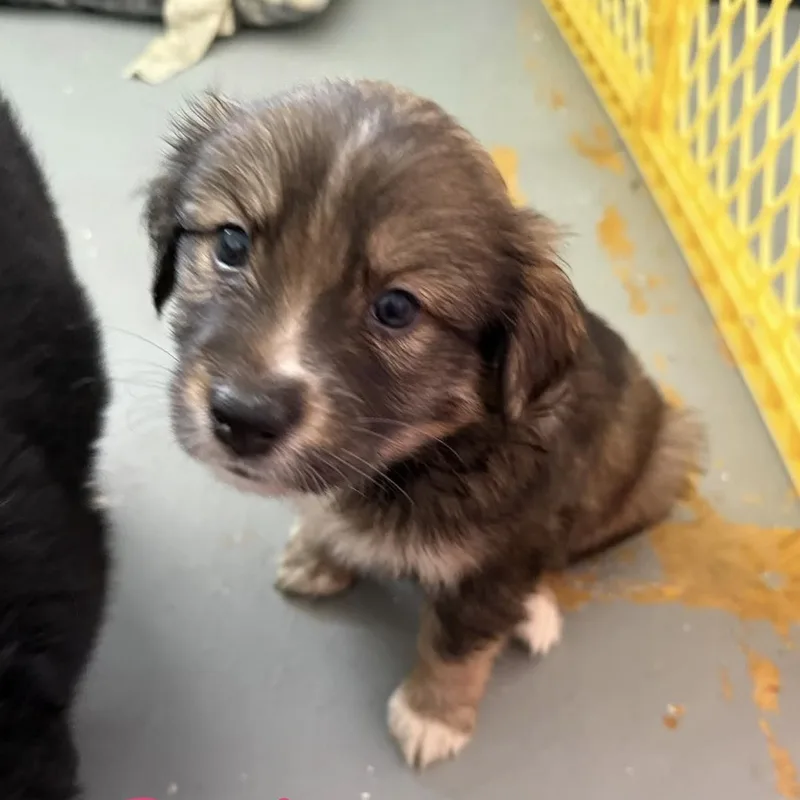 A baby small-sized female Spaniel dog named Patsy for adoption in Carmel, NY