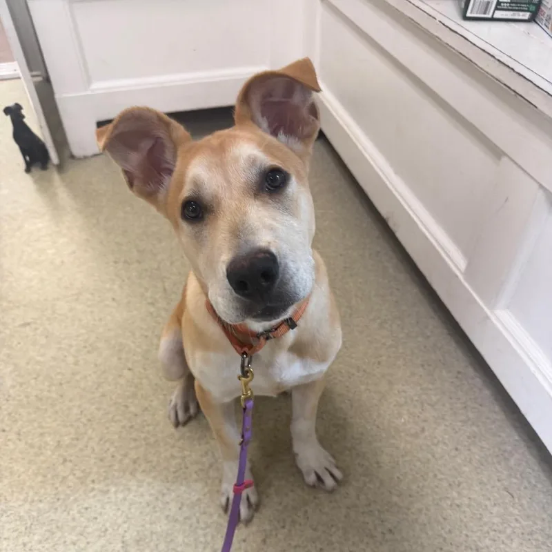 A baby medium-sized male Yellow / Tan / Blond / Fawn Mixed Breed dog named Baxter for adoption in Deerfield, IL