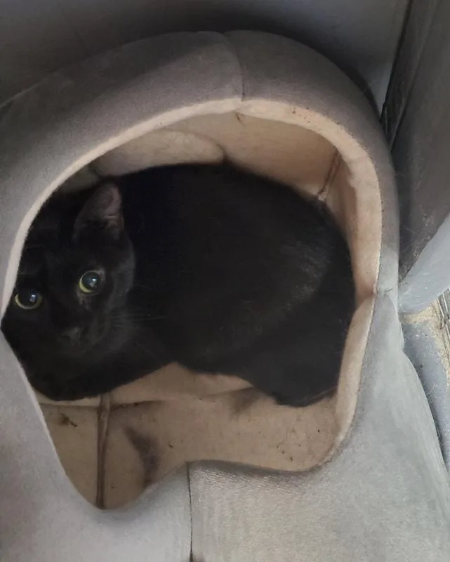 An adult medium-sized female Black Domestic Short Hair cat named Dana Scully for adoption in Kalamazoo, MI
