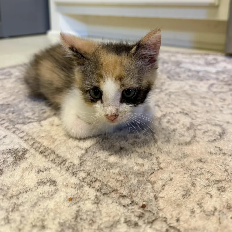 A baby medium-sized female Calico Domestic Short Hair cat named Ruby for adoption in Easley, SC