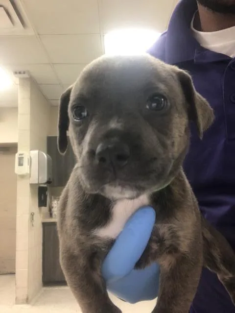A baby small-sized female Pit Bull Terrier dog named Pollie for adoption in Conroe, TX