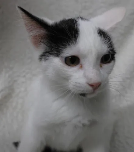 A baby medium-sized female Domestic Long Hair cat named Bertha for adoption in Thief River Falls, MN