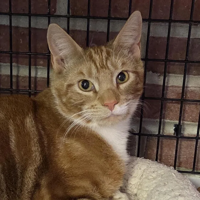 An adult large-sized male Orange / Red Domestic Short Hair cat named Negan for adoption in Camden, DE