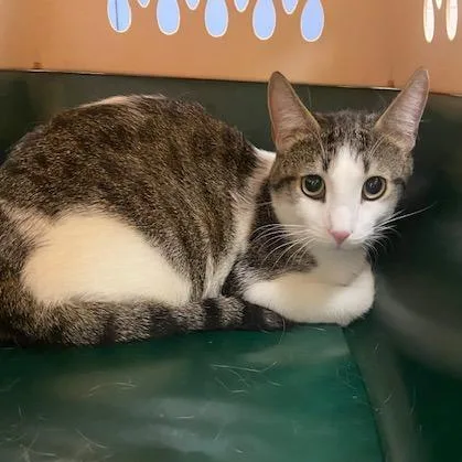 A young medium-sized male Gray / Blue / Silver Domestic Short Hair cat named Billy for adoption in Pittsburgh, PA