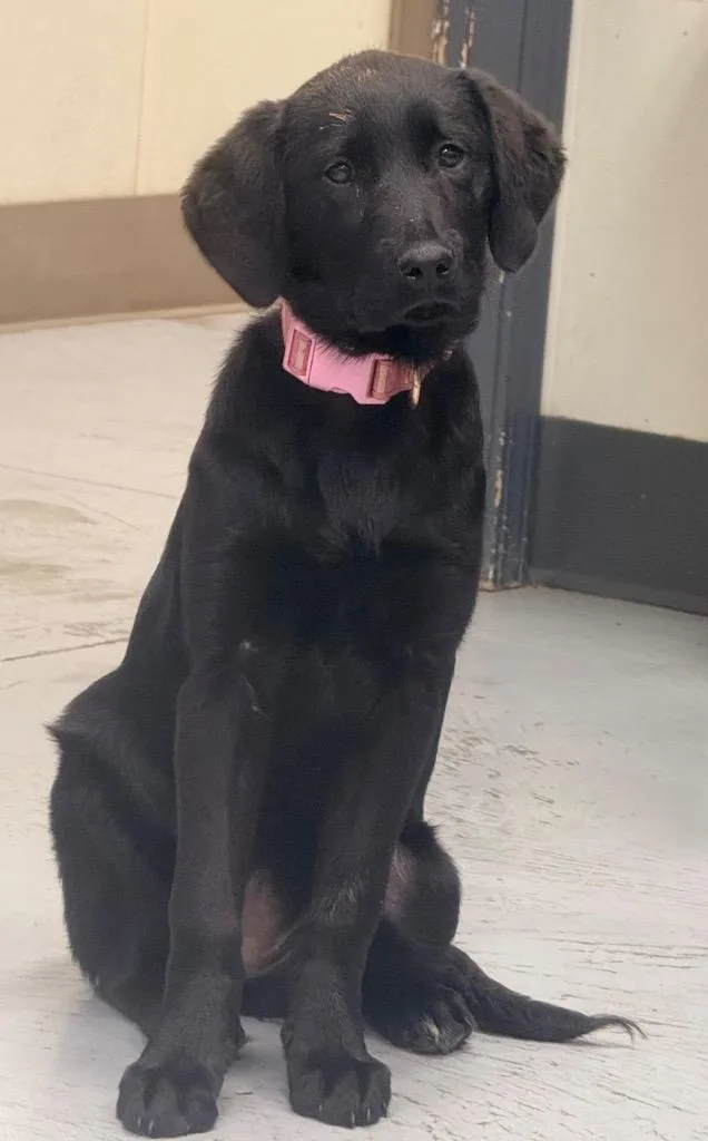 A baby medium-sized female Black Labrador Retriever dog named Rizzo for adoption in North Vernon, IN