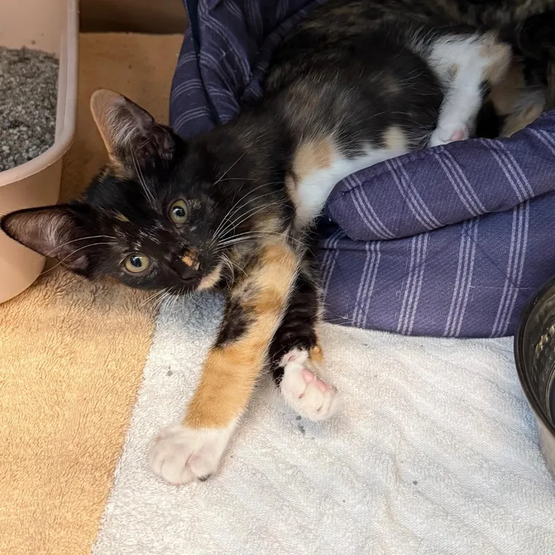 A baby small-sized female Calico Domestic Short Hair cat named Sarah for adoption in Lake Panasoffkee, FL