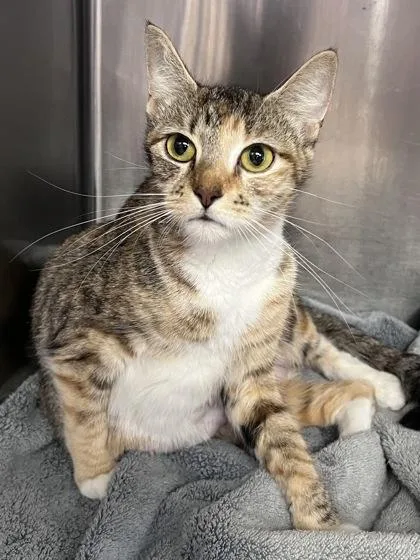 An adult small-sized female Domestic Short Hair cat named Maple for adoption in Houston, TX
