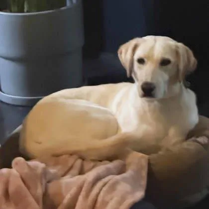 An adult large-sized female Yellow / Tan / Blond / Fawn Labrador Retriever dog named Blossom for adoption in Atlanta, GA