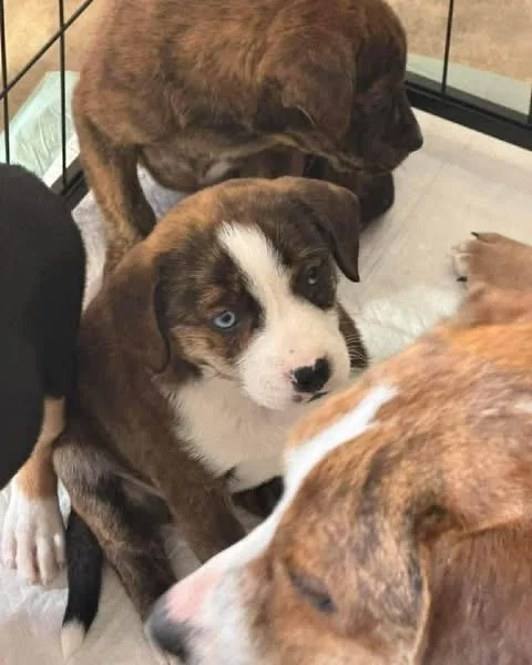 A baby medium-sized female Brindle Mixed Breed dog named Bailey for adoption in Aberdeen, NC