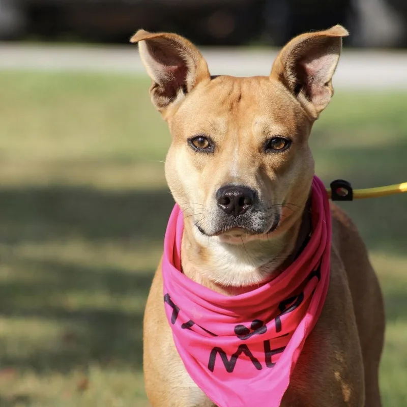 A young medium-sized female Mixed Breed dog named Inkas for adoption in Columbia, SC