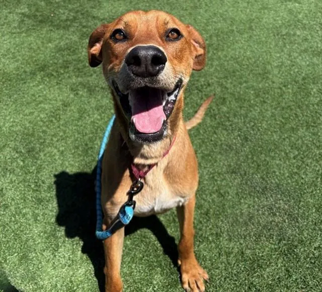 A young medium-sized male Rhodesian Ridgeback dog named Scout for adoption in San Luis Obispo, CA