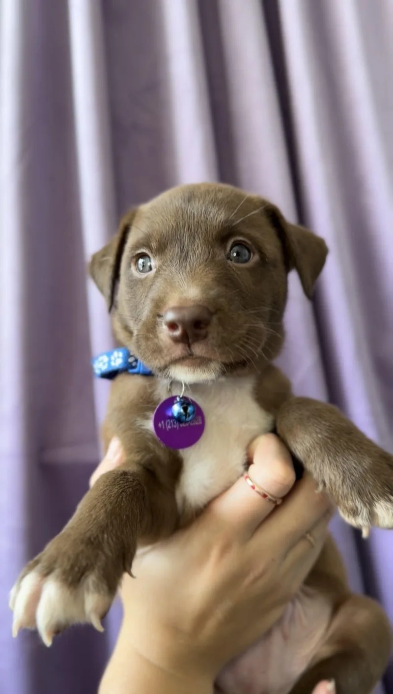 A baby medium-sized male Bicolor Basenji dog named Garnet for adoption in West Hollywood, CA