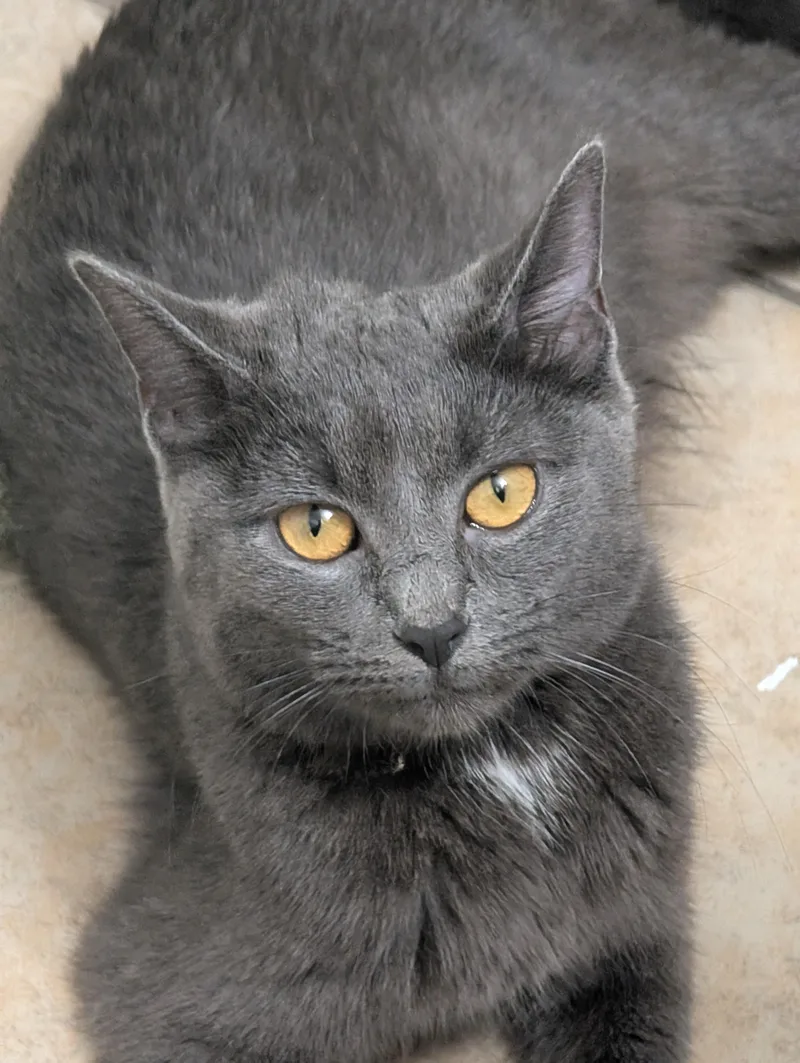 An adult medium-sized female Gray & White Domestic Short Hair cat named Pizza for adoption in Grove City, OH