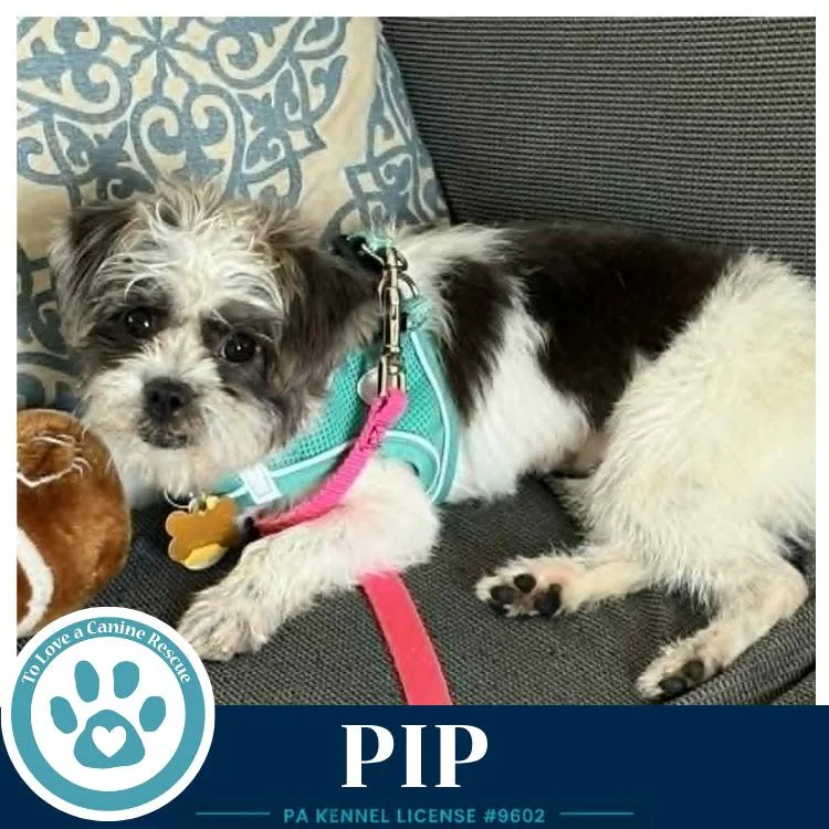 A young small-sized female Shih Tzu dog named Pip for adoption in Kimberton, PA