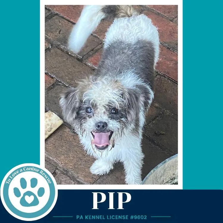 Pip thumbnail 2
