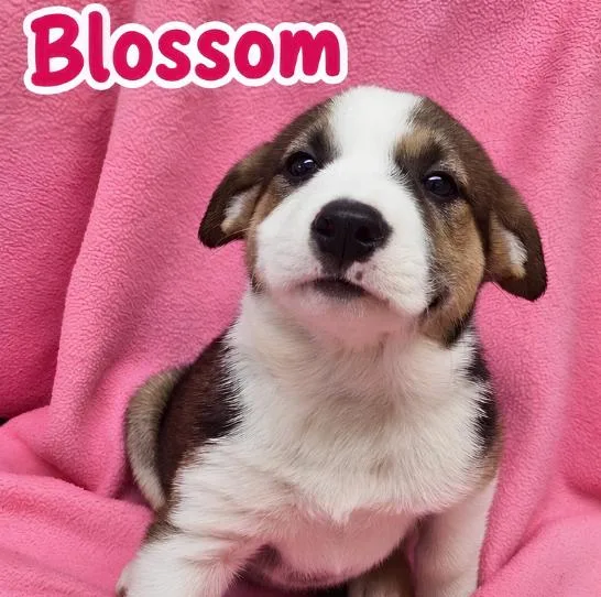 Blossom thumbnail 3