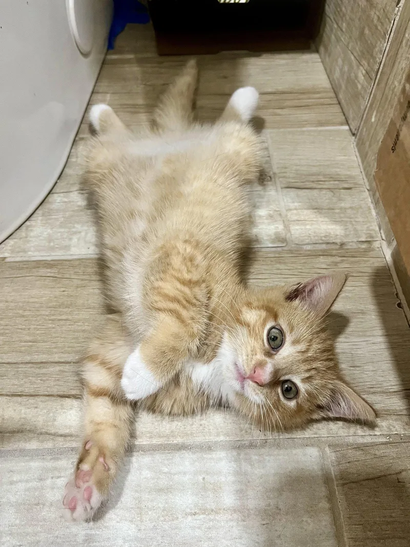A baby medium-sized male Orange / Red Domestic Short Hair cat named Ernie for adoption in Philadelphia, PA