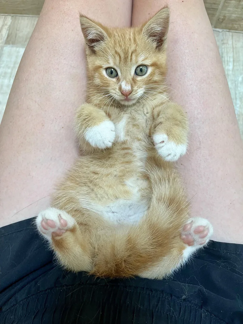 Ernie thumbnail 2