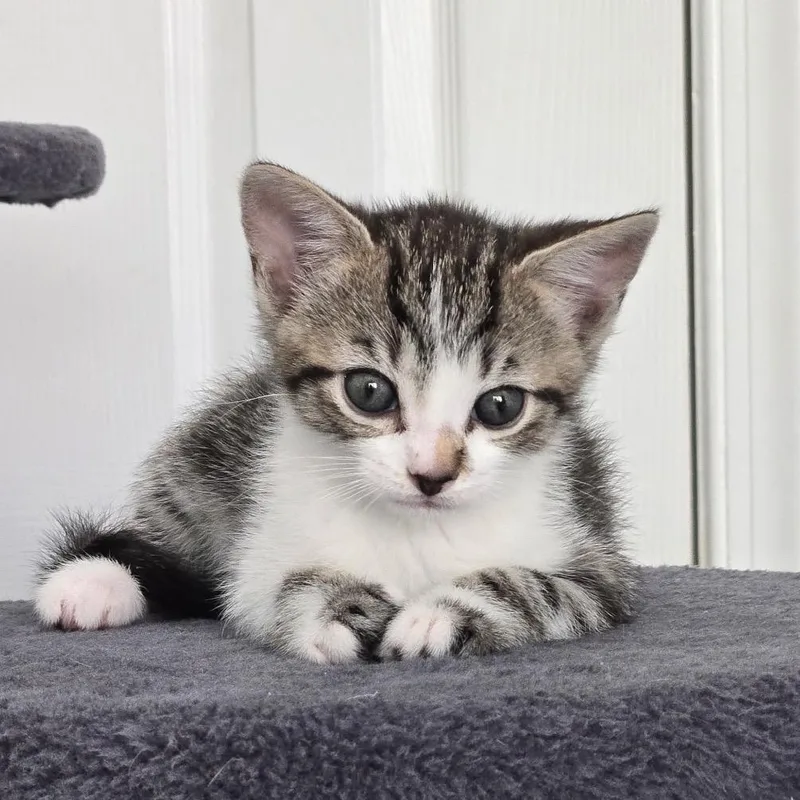 A baby small-sized female Brown / Chocolate Domestic Short Hair cat named Fey for adoption in Bel Air, MD