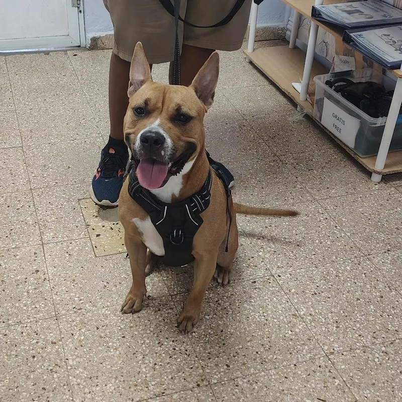 Canela