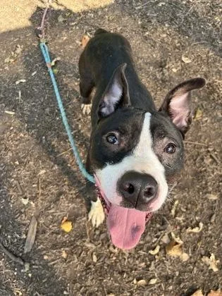 An adult large-sized male Mixed Breed dog named Bosley for adoption in Chamblee, GA