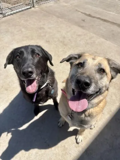 A senior large-sized female Labrador Retriever dog named Chloe for adoption in Aberdeen, SD