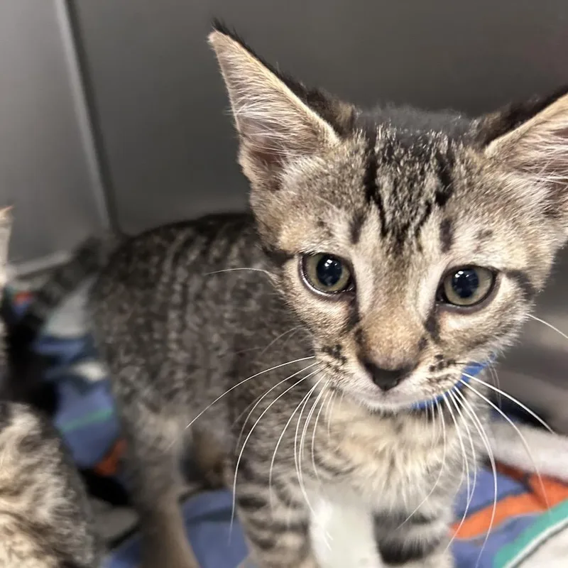 A baby small-sized male Gray / Blue / Silver Domestic Short Hair cat named Caterpillar for adoption in Lakeland, FL