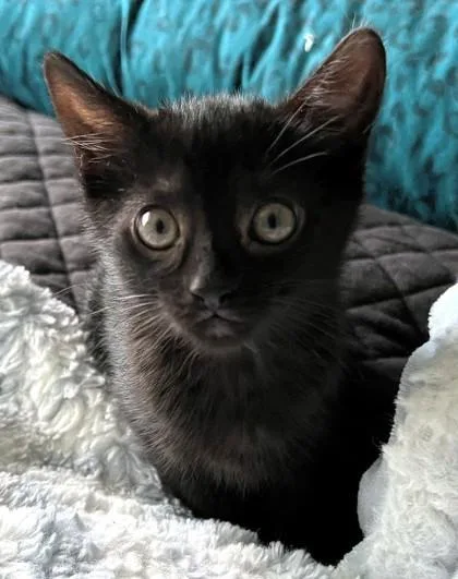 A young small-sized female Domestic Short Hair cat named Daisy for adoption in Quakertown, PA