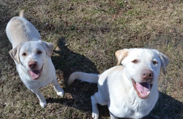 Sweet Face thumbnail 2