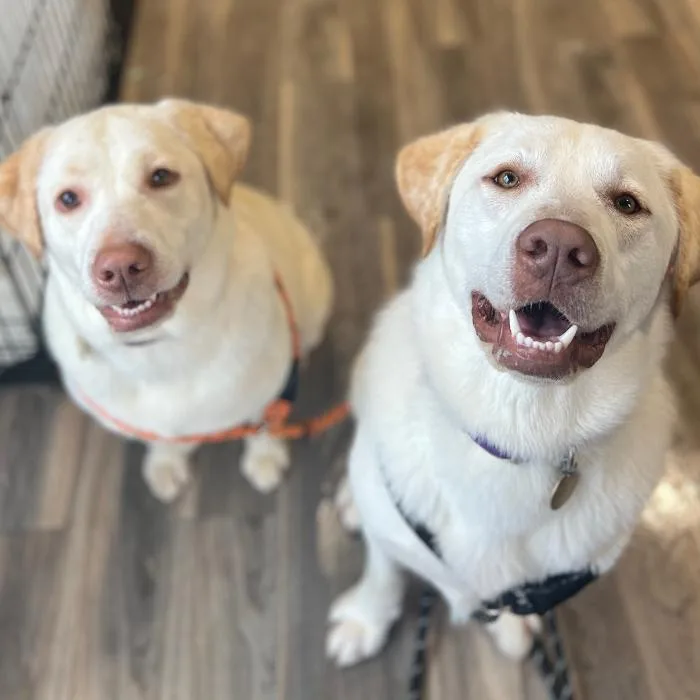 Sweet Face thumbnail 3