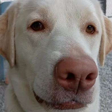 Sweet Face thumbnail 5