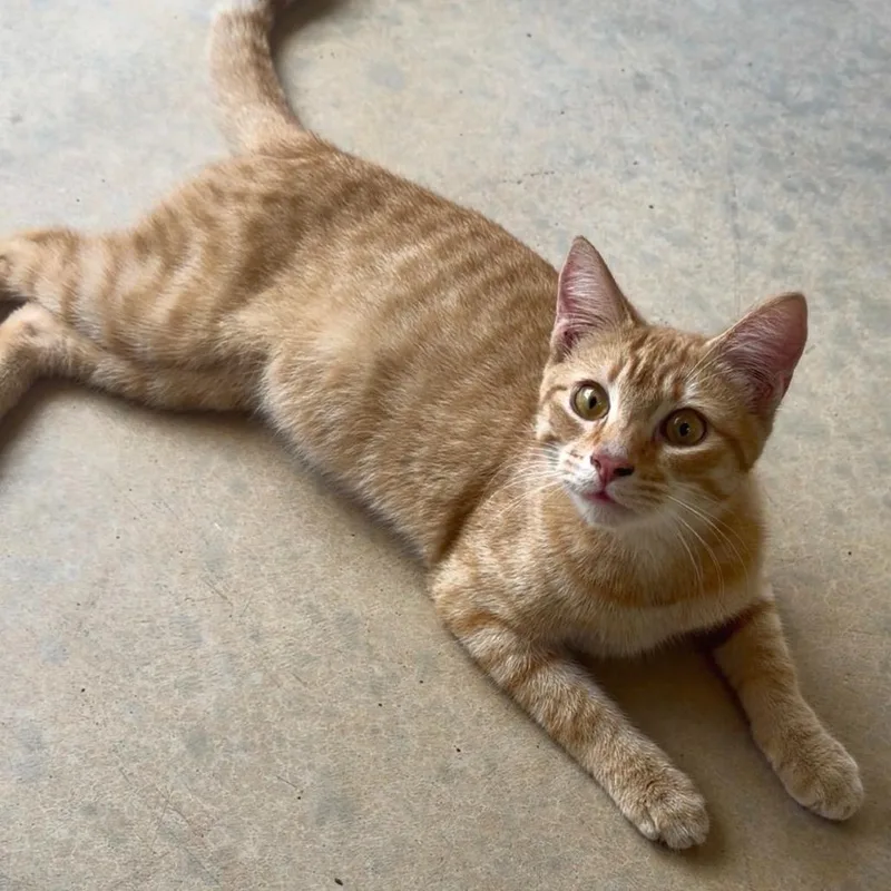 A young small-sized male Orange / Red Domestic Short Hair cat named Goku for adoption in Houston, TX