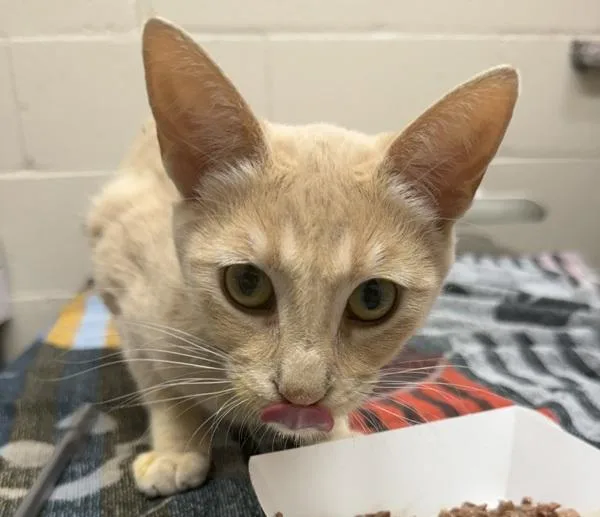 A young medium-sized female Domestic Short Hair cat named Barbie for adoption in San Diego, CA