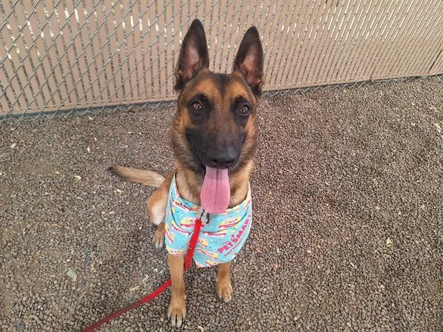 A young large-sized male Belgian Shepherd / Malinois dog named Kayser for adoption in Phoenix, AZ