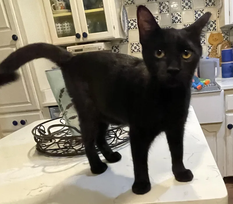 A young medium-sized female Bombay cat named Azalea for adoption in san antonio, TX