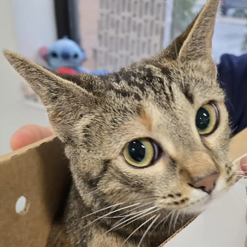 An adult medium-sized female Brown / Chocolate Domestic Short Hair cat named Gato for adoption in Newark, NJ