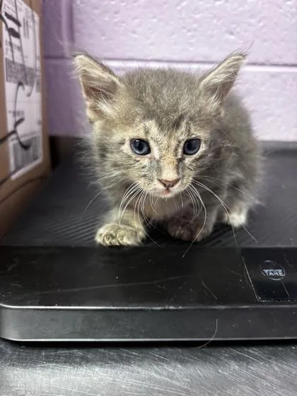 A baby small-sized male Gray / Blue / Silver Domestic Short Hair cat named Bruce for adoption in El Paso, TX