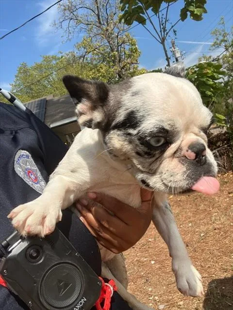 A young small-sized female French Bulldog dog named Lady Bug for adoption in Dallas, TX