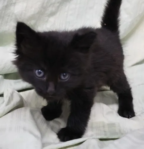 A baby medium-sized male Domestic Long Hair cat named Taco for adoption in Thief River Falls, MN