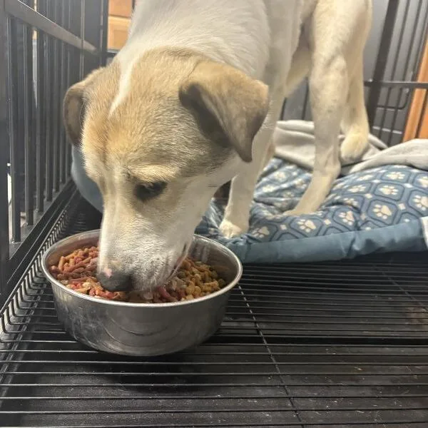 A young medium-sized female White / Cream Mixed Breed dog named Junebug for adoption in East Smithfield , PA