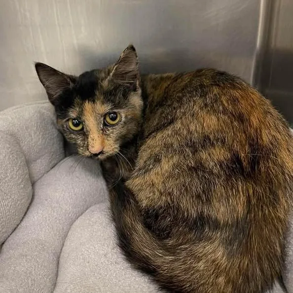 A baby small-sized female Tortoiseshell Domestic Short Hair cat named Tiana for adoption in Winthrop, ME