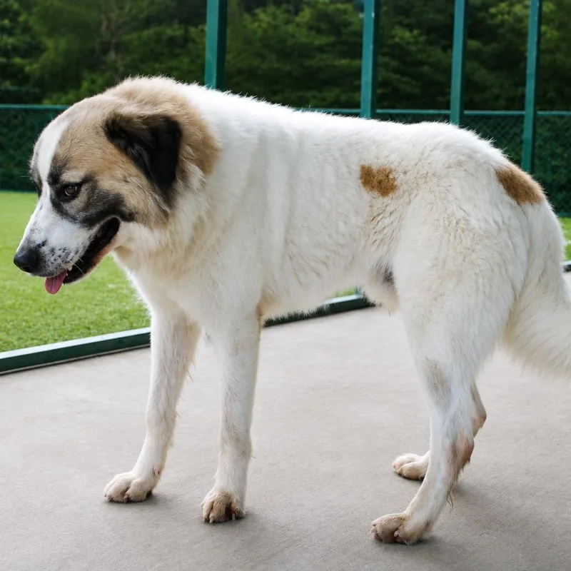 A young large-sized male Great Pyrenees dog named Piedmont for adoption in Atlanta, GA